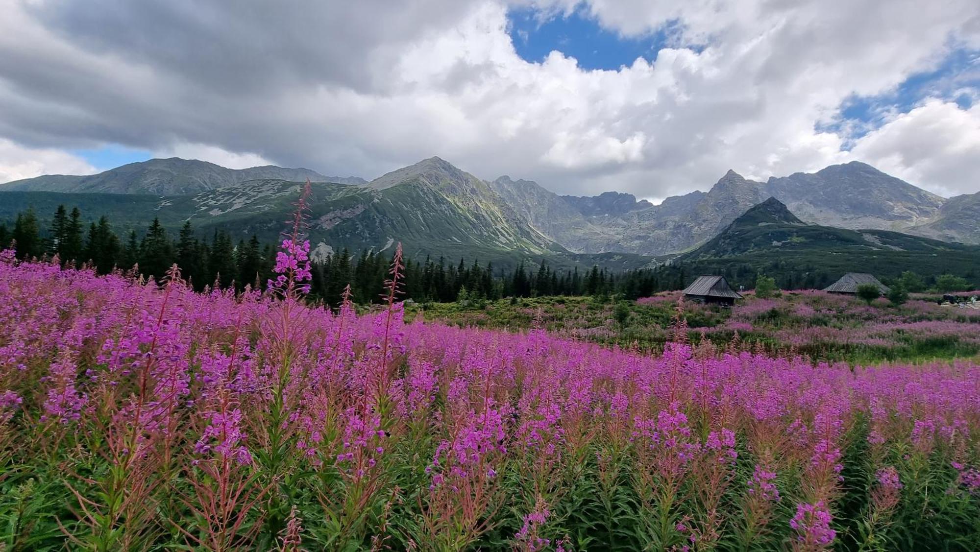 Bukowina Tatrzanska -Czarna Gora- Black Apart- Widok Na Tatry, Jacuzzi, Bilard, Game Room Exterior photo